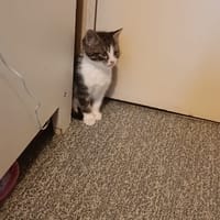 afty, chat à adopter