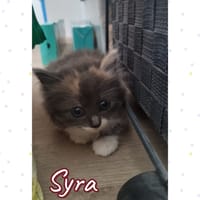 syra, chatte à adopter