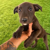 COSMO (101 HUELLAS), chien à adopter