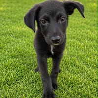 VEGA (101 HUELLAS), chienne à adopter