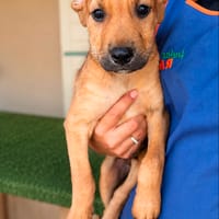 ATLAS (101 HUELLAS), chien à adopter