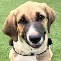 SANCHO (MARTINA), chien à adopter