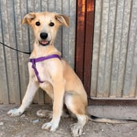 LOTTE (ANIMALEA), chienne à adopter