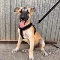 MATTI (ANIMALEA), chienne à adopter