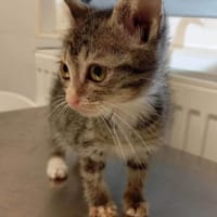 Muppet, female cat to adopt