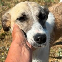 Happy, female dog to adopt