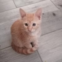 LEO, chat à adopter