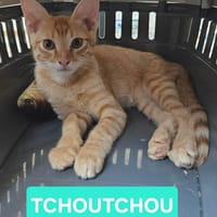 TCHOUCHOU À ADOPTER EN DUO OU SEUL SI DÉJÀ UN CHAT PRÉSENT CHEZ VOUS, chat à adopter