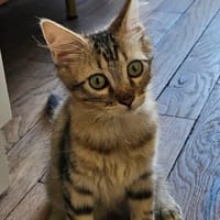 BARBAPAPA À ADOPTER EN DUO OU SEUL SI DÉJÀ UN CHAT PRÉSENT CHEZ VOUS, chatte à adopter