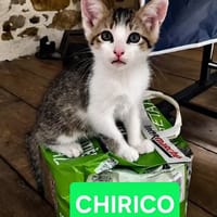 CHIRICO À ADOPTER EN DUO OU SEUL SI DÉJÀ UN CHAT PRÉSENT CHEZ VOUS, chat à adopter