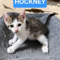 HOCKNEY À ADOPTER EN DUO OU SEUL SI DÉJÀ UN CHAT PRÉSENT CHEZ VOUS, chat à adopter