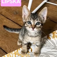 LIPSKA À ADOPTER EN DUO OU SEUL SI DÉJÀ UN CHAT PRÉSENT CHEZ VOUS, chatte à adopter