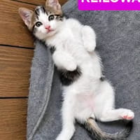 KEILOWA À ADOPTER EN DUO OU SEULE SI DÉJÀ UN CHAT PRÉSENT CHEZ VOUS, chatte à adopter
