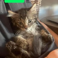 PUYU À ADOPTER EN DUO OU SEUL SI DÉJÀ UN CHAT PRÉSENT CHEZ VOUS, chat à adopter