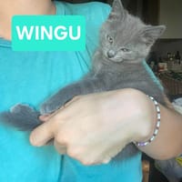 WINGU À ADOPTER EN DUO OU SEUL SI DÉJÀ UN CHAT PRÉSENT CHEZ VOUS, chat à adopter