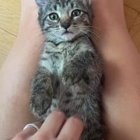 PILVI À ADOPTER EN DUO OU SEUL SI DÉJÀ UN CHAT PRÉSENT CHEZ VOUS, chatte à adopter