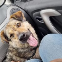 Sanfte Hundeomi KATE sucht ♥, Hündin zur Adoption