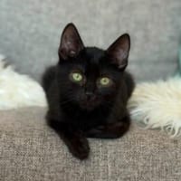 zutraulicher & aktiver LUDWIG, Kater zur Adoption