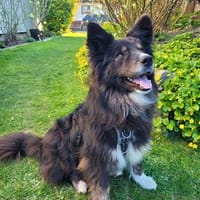 Shaylin sucht eine Familie, Hündin zur Adoption