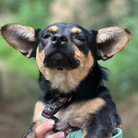Süßes Pinschermädchen sucht ein Zuhause, Hündin zur Adoption