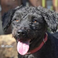 MIMMI, Hündin zur Adoption