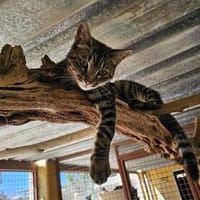 Gras unter den Pfoten: Malte in Ampfing, Kater zur Adoption