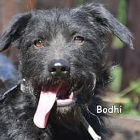 BODHI, Hund zur Adoption