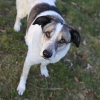 Liebevoller Hund REX sucht sein Zuhause!, Hund zur Adoption