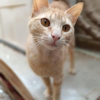 Wiki (und Mariuca) bei München (ALO), Kater zur Adoption