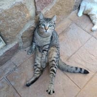 Mariuca (und Wiki)  bei München (ALO), Katze zur Adoption