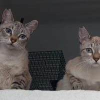 Mia und Zoe in Wiesbaden (ALO), Katze zur Adoption
