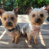Yorkshirepaar Bruno und Luna, Hund zur Adoption