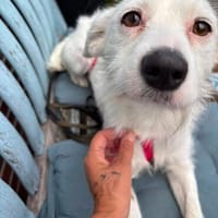 Verschmuste Rosalie sucht ihre/n Menschen, Hündin zur Adoption