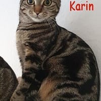 Simba und Karin, Kater zur Adoption