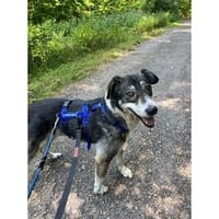 Meiko - wartet in 45478 Mühlheim, Hund zur Adoption