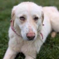 Leia - Verschmuste Hündin sucht Familie, Hündin zur Adoption