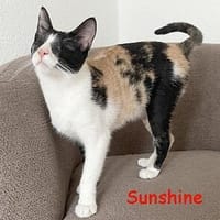 Sunshine, Katze zur Adoption