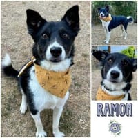 RAMON ° unaufdringlich und freundlicher Rüde, Hund zur Adoption