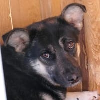ängstliche NEJA sucht geduldige Menschen, Hündin zur Adoption