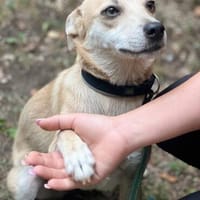 Traumhündin Vanilla, Hündin zur Adoption