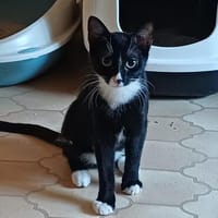 Kämpferin Mrva sucht Für-immer-Zuhause, Katze zur Adoption