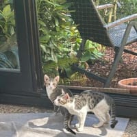 Kuno und Michael aus dem Tierschutz, Kater zur Adoption