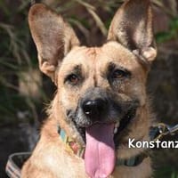 KONSTANZE, Hündin zur Adoption