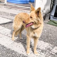 Iraya, Hündin zur Adoption