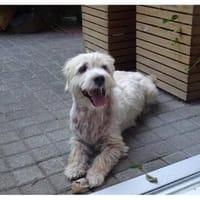 Wynston - Gnadenplatz gesucht!!, Hund zur Adoption