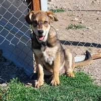 Teddy -vorvermittelt-, Hund zur Adoption