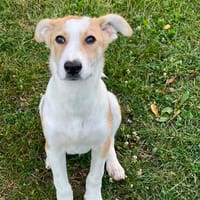 Coco  ein lebensfroher junger Rüde sucht sein Zuhause, Hund zur Adoption