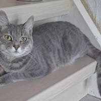 SAPHIRE, w., kastr., geb. 07/2025, Katze zur Adoption