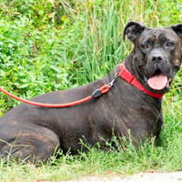 Daisy, Hündin zur Adoption