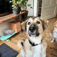 Miles - toller & junger Rüde auf PS, Hund zur Adoption